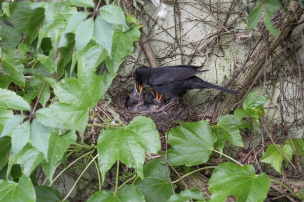 Male blackbird (Turdus merula) feeding his five young, Bavaria, Germany