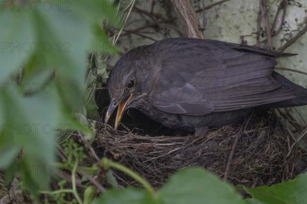 Blackbird (Turdus merula) at the nest of its young, Bavaria, Germany