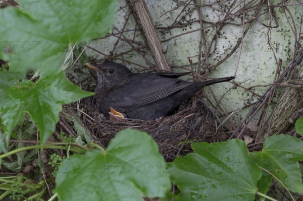 Breeding blackbird (Turdus merula) in the nest, Bavaria, Germany