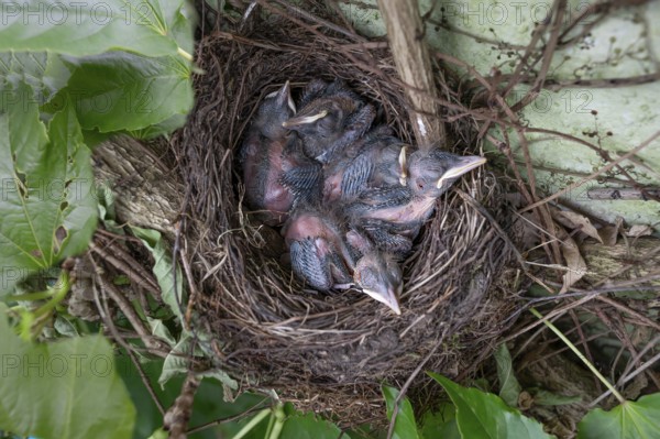 Five young blackbirds (Turdus merula) in the nest, in the clutch, six days old, Bavaria, Germany