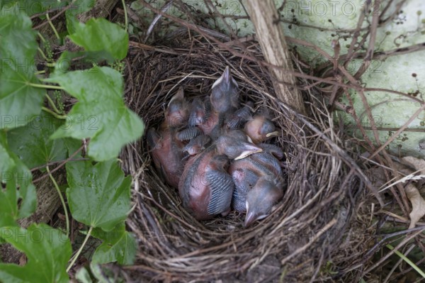 Five hatched blackbirds (Turdus merula) in the nest, Bavaria, Germany