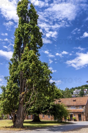 Pyramid oak, 18th century natural monument on Barbararossa Square in the castle, Büdingen, Hesse, Germany