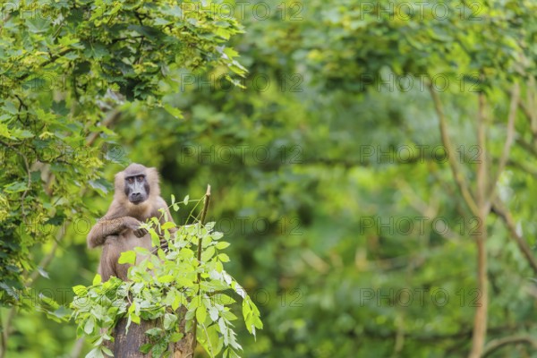A female Drill (Mandrillus leucophaeus) sits high up in a tree, eating leaves. A green forest can be seen in the background. Cameroon