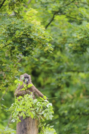 A female Drill (Mandrillus leucophaeus) sits high up in a tree, eating leaves. A green forest can be seen in the background. Cameroon