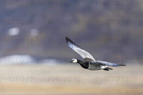 White-fronted Goose (Branta leucopsis), Geese (Anseriformes), in flight, Aventdalen, Longyearbyen, Spitsbergen, Svalbard