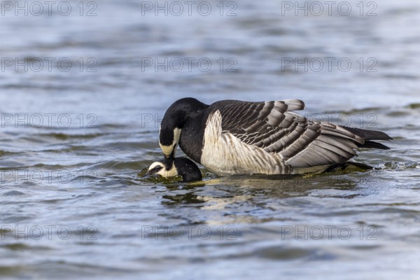 White-fronted Goose (Branta leucopsis), Geese (Anseriformes), Mating in the water, Aventdalen, Longyearbyen, Spitsbergen, Svalbard