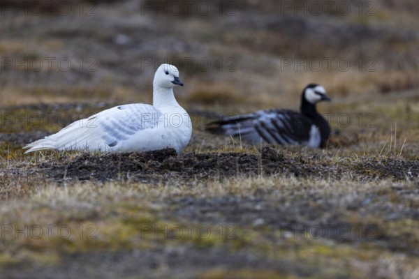 White-fronted goose (Branta leucopsis), pair lying on the ground by the water, off-colour, Aventdalen, Longyearbyen, Spitsbergen, Svalbard