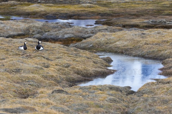 White-fronted goose (Branta leucopsis), pair lying on the ground by the water, Aventdalen, Longyearbyen, Spitsbergen, Svalbard