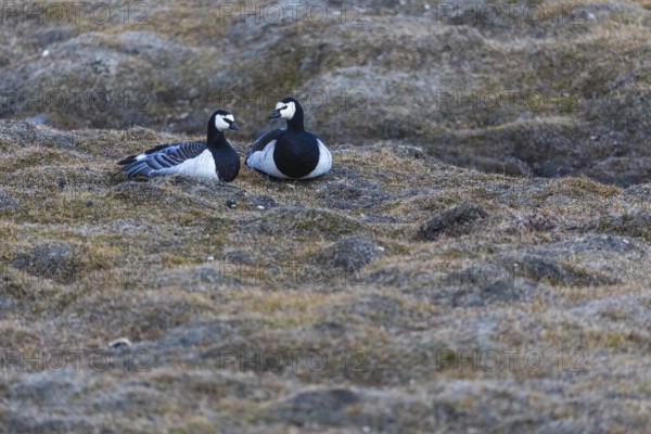 White-fronted goose (Branta leucopsis), pair lying on the ground, Aventdalen, Longyearbyen, Spitsbergen, Svalbard