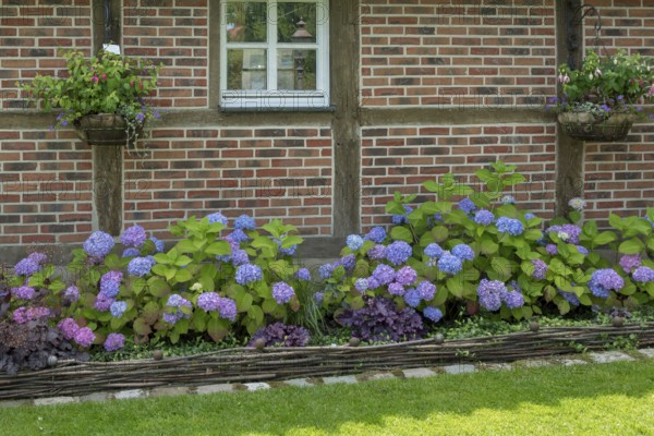 District educational garden, Kötterhaus with hydrangeas, Burgsteinfurt, Münsterland, North Rhine-Westphalia, Germany