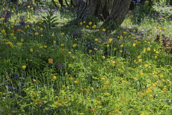 District educational garden, bed with poppies (Meconopsis cambrica) and summer perennials, Burgsteinfurt, Münsterland, North Rhine-Westphalia, Germany