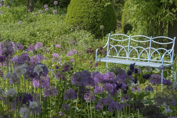 Allium blossom in the district educational garden, Burgsteinfurt, Münsterland, North Rhine-Westphalia, Germany