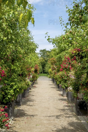 Fuchsia Show District Educational Garden, Burgsteinfurt, Steinfurt, Münsterland, North Rhine-Westphalia, Germany