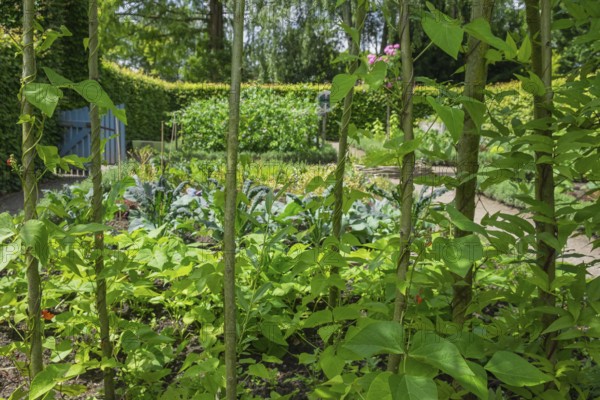 District educational garden, kitchen garden, Burgsteinfurt, Steinfurt, Münsterland, North Rhine-Westphalia, Germany