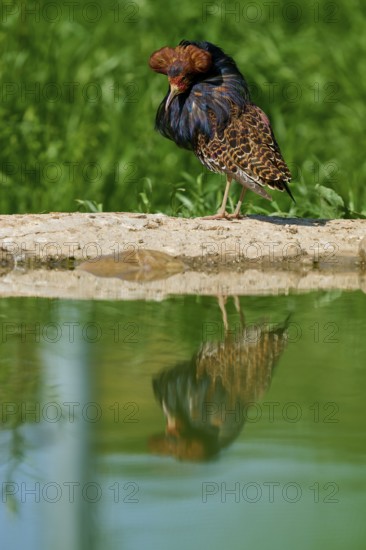 Bird with reflection in the pond and colourful plumage pattern, ruff (Calidris pugnax), male, spring, France