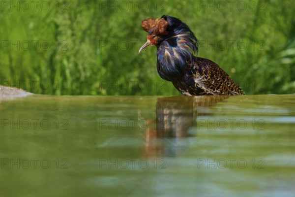 Bird at the water with erect plumage in the background, ruff (Calidris pugnax), male, spring, France