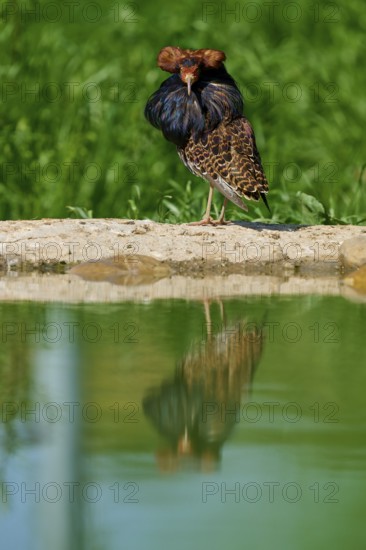 Bird with reflection in the water and colourful plumage and ruff, ruff (Calidris pugnax), male, spring, France