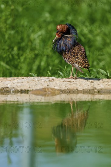 Bird at a pond with colourful plumage in a green background, ruff (Calidris pugnax), male, spring, France