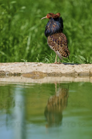 A bird with a ruff, looking sideways over a quiet pond, ruff (Calidris pugnax), male, spring, France