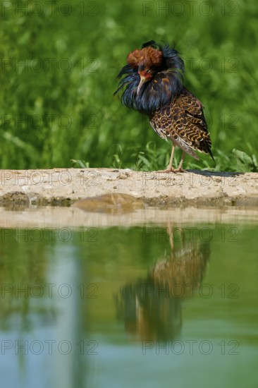 A bird with colourful plumage and ruff stands at the water's edge, its reflection visible in the calm water, ruff (Calidris pugnax), male, spring, France