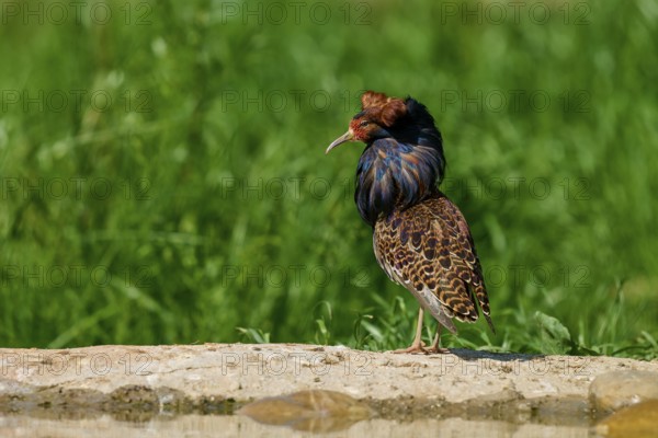 A bird with brightly coloured plumage stands on a stone in the greenery, ruff (Calidris pugnax), male, spring, France