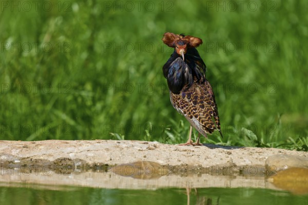 A striking bird with splendid plumage looks directly into the camera, surrounded by greenery, ruff (Calidris pugnax), male, spring, France