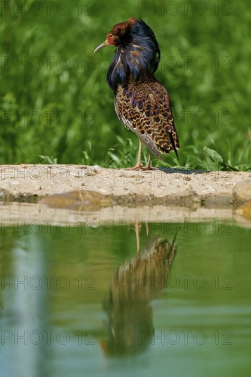 A magnificent bird with colourful plumage and ruff, showing its colourful splendour against a green background, ruff (Calidris pugnax), male, spring, France