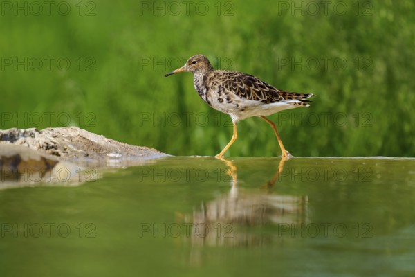 A bird walks along the edge of a water, reflected in the water, surrounded by greenery, ruff (Calidris pugnax), female, spring, France