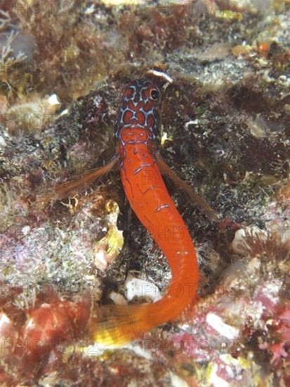 A small colourful fish with a long orange tail, pygmy blenny (Tripterygion melanurus), blenny, in a reef in the Mediterranean Sea near Hyères, dive site Peninsula Giens, Provence Alpes Côte d'Azur, France