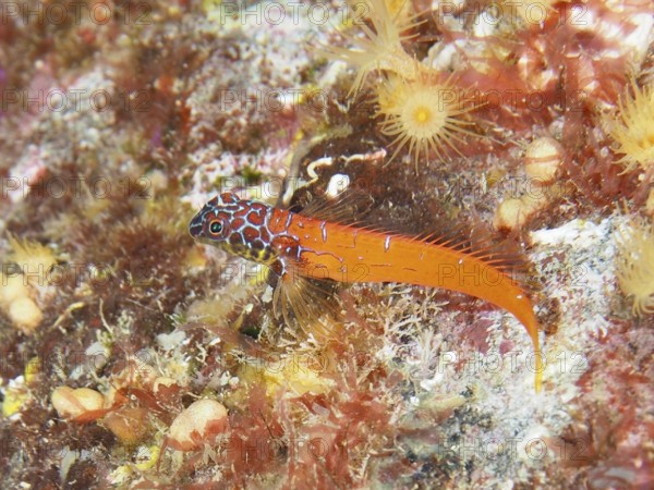 A colourful fish with a bright orange tail, dwarf tip blenny (Tripterygion melanurus), blenny, on a reef in the Mediterranean Sea near Hyères, dive site Giens Peninsula, Provence Alpes Côte d'Azur, France