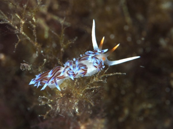Colourful sea snail with delicate antennae, migratory thread snail (Cratena peregrina), in an underwater environment in the Mediterranean Sea near Hyères, dive site Giens Peninsula, Provence Alpes Côte d'Azur, France