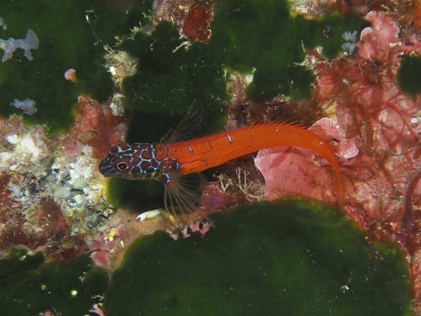 A colourful fish with red and blue patterns, Red-black triplefin (Tripterygion melanurus), blenny, on a reef in the Mediterranean Sea near Hyères, dive site Giens Peninsula, Provence Alpes Côte d'Azur, France