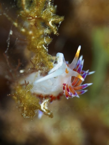A small nudibranch with pointed, colourful appendages, migratory thread snail (Cratena peregrina), surrounded by algae in the Mediterranean Sea near Hyères, dive site peninsula Giens, Provence Alpes Côte d'Azur, France