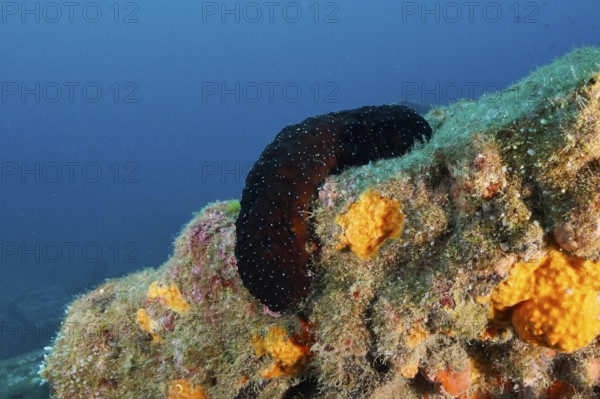 A dark sea cucumber, white-tipped sea cucumber (Holothuria polii), on a colourful underwater reef in the Mediterranean Sea near Hyères, dive site Giens Peninsula, Provence Alpes Côte d'Azur, France