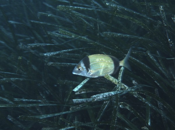 A silver-coloured fish, two-banded seabream (Diplodus vulgaris), swimming in dense seagrass, Neptune grass (Posidonia oceanica), in an underwater world in the Mediterranean Sea near Hyères, dive site Giens Peninsula, Provence Alpes Côte d'Azur, France