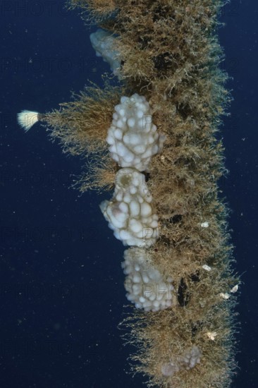 Several sponge-like sea creatures, white sea squirts (Phallusia mammillata) clinging to a rope in the Mediterranean Sea near Hyères, dive site Giens Peninsula, Provence Alpes Côte d'Azur, France
