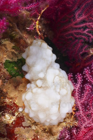 A white, sponge-like creature, white sea squirt (Phallusia mammillata), surrounded by gorgonians and marine structures in the Mediterranean Sea near Hyères, dive site Giens Peninsula, Provence Alpes Côte d'Azur, France