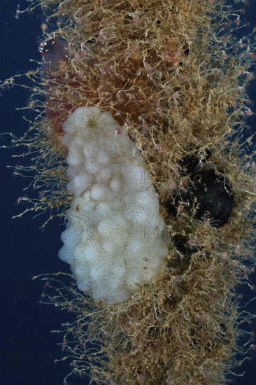 A sponge-like sea creature, white sea squirt (Phallusia mammillata), growing on a rope in the Mediterranean Sea near Hyères, dive site Giens Peninsula, Provence Alpes Côte d'Azur, France