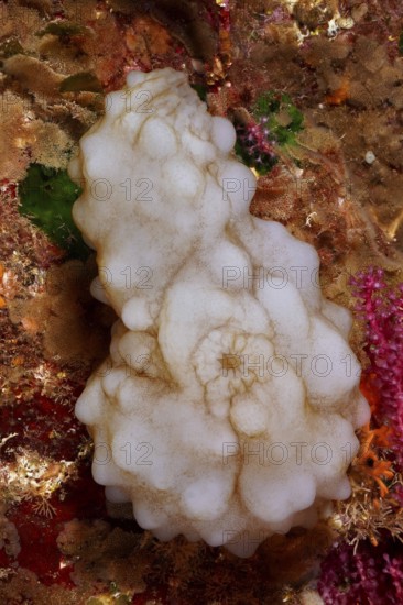 White sea squirt (Phallusia mammillata) in an underwater world in the Mediterranean Sea near Hyères, dive site peninsula Giens, Provence Alpes Côte d'Azur, France