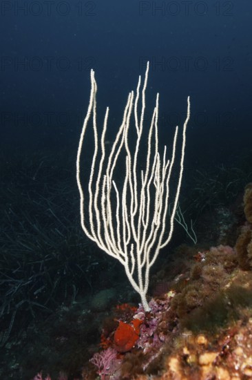 A white gorgonian (Eunicella singularis) rises on the dark seabed in the Mediterranean Sea near Hyères, dive site Giens Peninsula, Provence Alpes Côte d'Azur, France