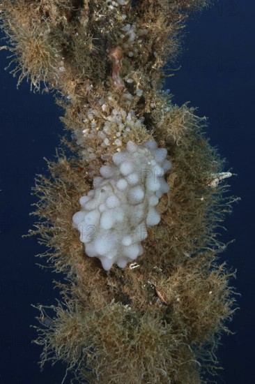 A sponge-like creature, white sea squirt (Phallusia mammillata), on a shipwreck in the Mediterranean Sea near Hyères, dive site Giens Peninsula, Provence Alpes Côte d'Azur, France