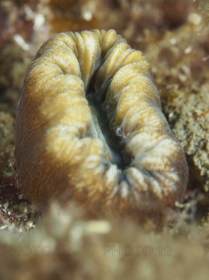 A large yellow warty coral (Balanophyllia europaea) with a distinctive wrinkled texture on the seabed in the Mediterranean Sea near Hyères, Giens Peninsula dive site, Provence Alpes Côte d'Azur, France