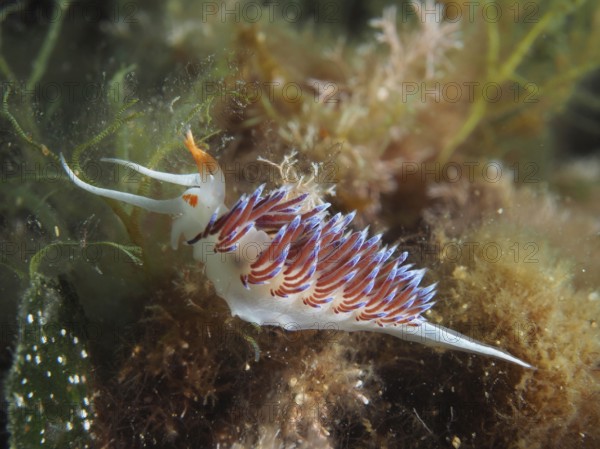 A colourful nudibranch with orange and purple stripes, migratory thread snail (Cratena peregrina), surrounded by algae in the Mediterranean Sea near Hyères, dive site peninsula Giens, Provence Alpes Côte d'Azur, France