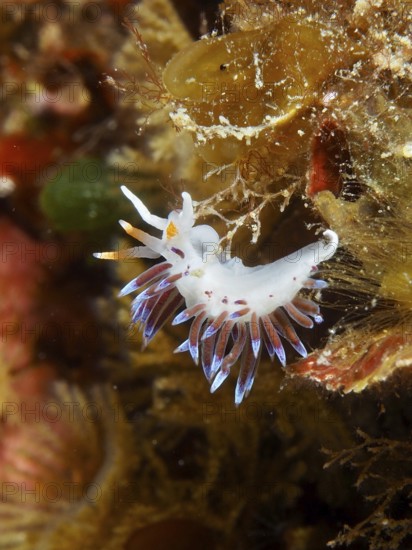 A small nudibranch with blue tips, travelling thread snail (Cratena peregrina), on maritime plants in the Mediterranean Sea near Hyères, diving site peninsula Giens, Provence Alpes Côte d'Azur, France