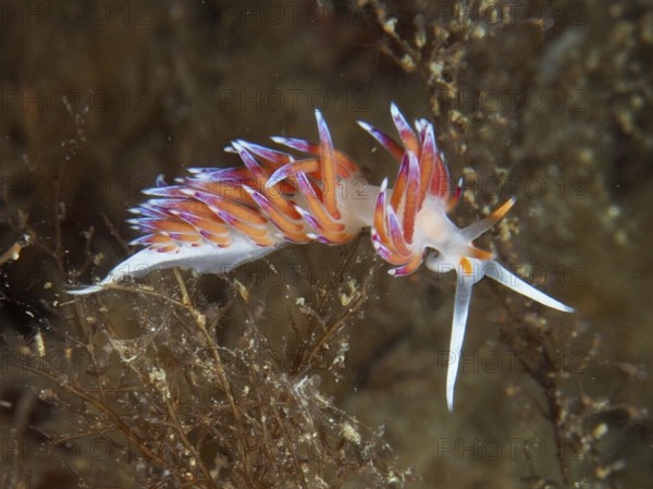 A colourful nudibranch with pointed purple and orange appendages, migratory thread snail (Cratena peregrina), in the Mediterranean Sea near Hyères, dive site peninsula Giens, Provence Alpes Côte d'Azur, France