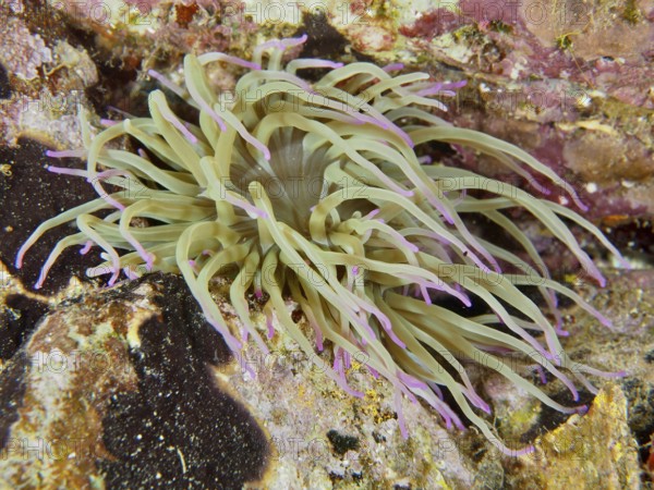 Beige-coloured sea anemone with pink tips, wax rose (Anemonia sulcata), on a rocky reef in the Mediterranean Sea near Hyères, dive site Giens Peninsula, Provence Alpes Côte d'Azur, France