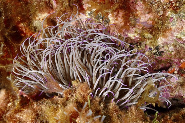 Sea anemone with pink tentacles, wax rose (Anemonia sulcata), in a lively reef in the Mediterranean Sea near Hyères, dive site peninsula Giens, Provence Alpes Côte d'Azur, France