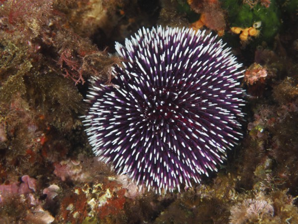 Dark purple sea urchin with spines, Sphaerechinus granularis, in the underwater habitat in the Mediterranean Sea near Hyères, dive site Giens Peninsula, Provence Alpes Côte d'Azur, France
