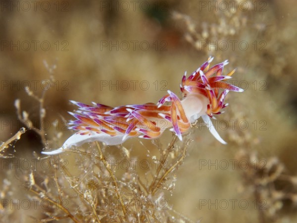 A bright purple-orange nudibranch, migratory thread snail (Cratena peregrina), moving through algae in the Mediterranean Sea near Hyères, dive site Giens Peninsula, Provence Alpes Côte d'Azur, France