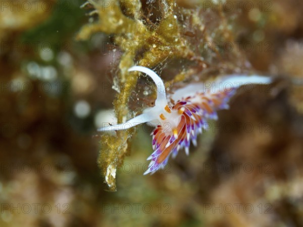 Colourful sea snail with delicate antennae, migratory thread snail (Cratena peregrina), on an underwater reef in the Mediterranean Sea near Hyères, dive site Giens Peninsula, Provence Alpes Côte d'Azur, France